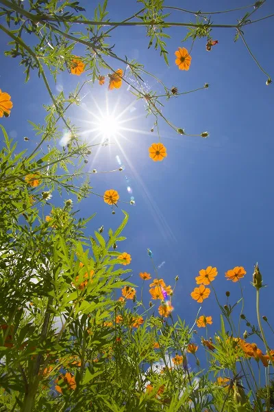 Nature 039