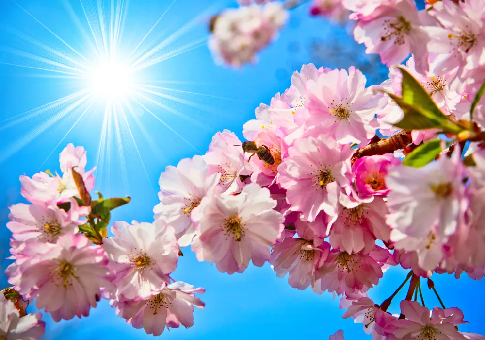Nature 079