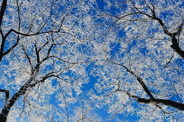 Nature 001