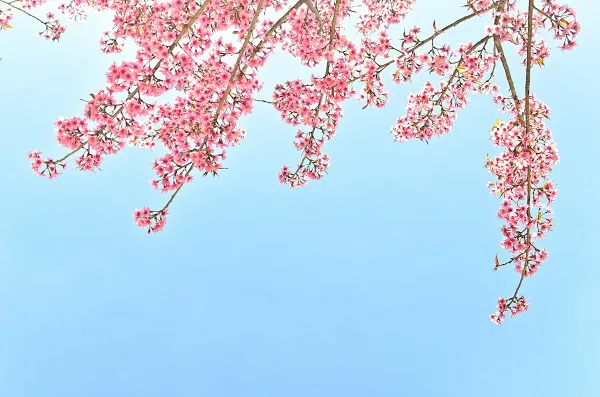 Nature 085
