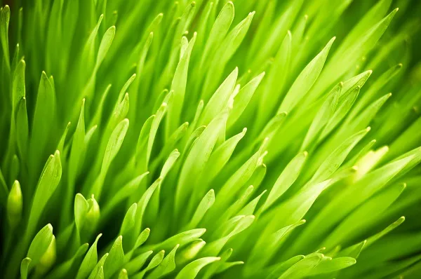 Nature 026