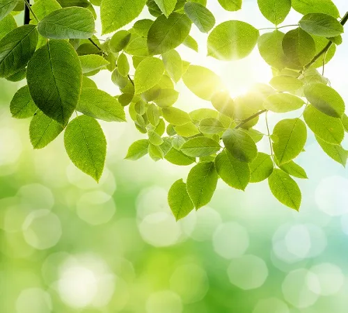 Nature 010