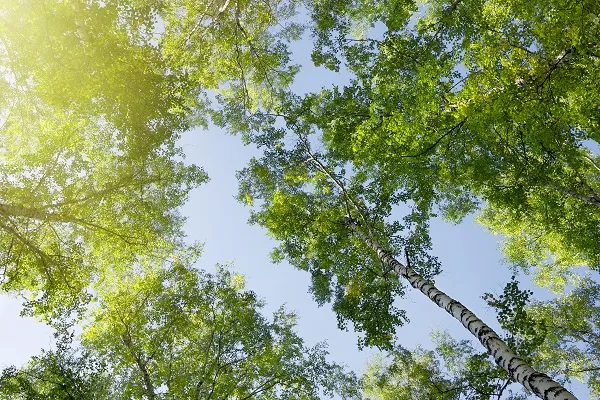Nature 040