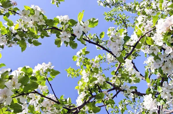 Nature 087