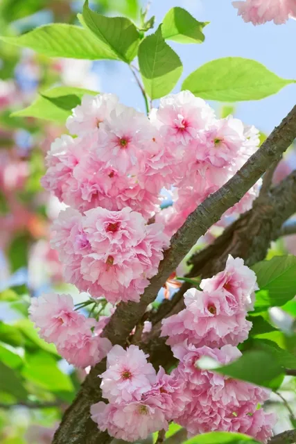 Nature 081