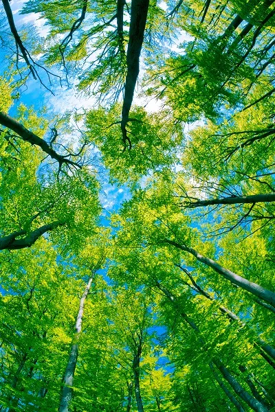 Nature 047