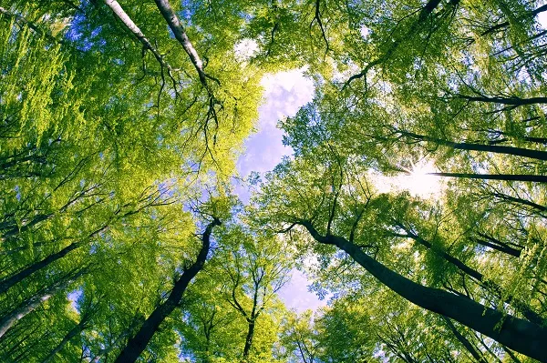 Nature 049