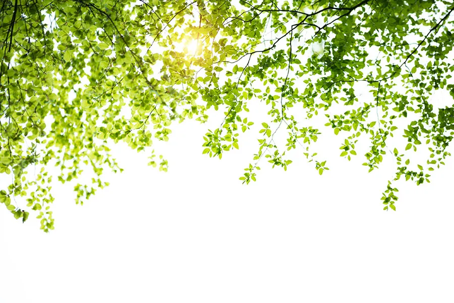 Nature 155