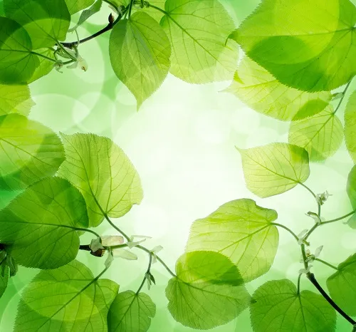 Nature 009
