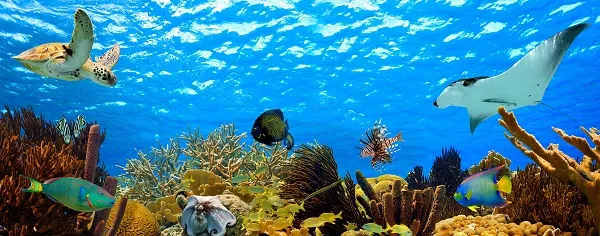 Sea 050