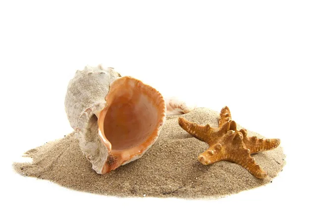 Sea 095