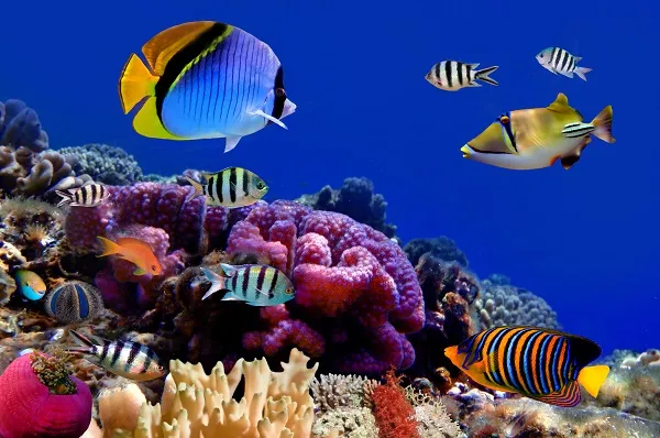 Sea 004