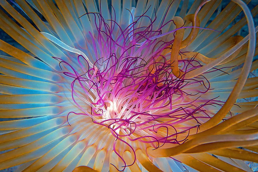 Sea 139