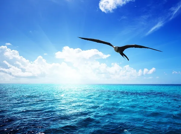 Sea 011