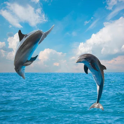 Sea 009