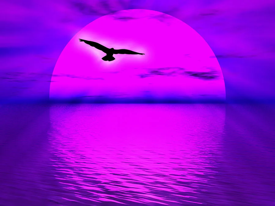Sea 157