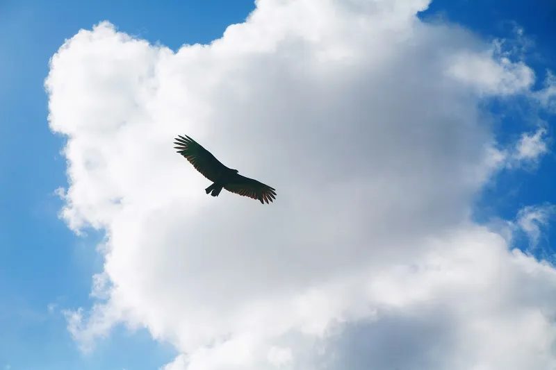 Sky 134