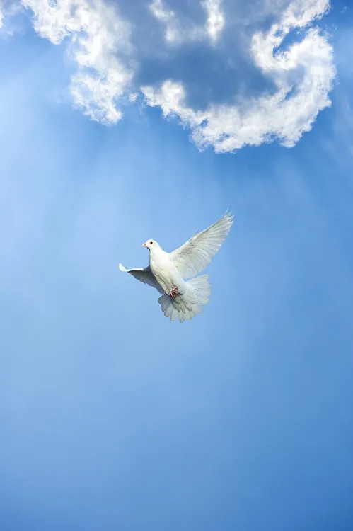 Sky 132