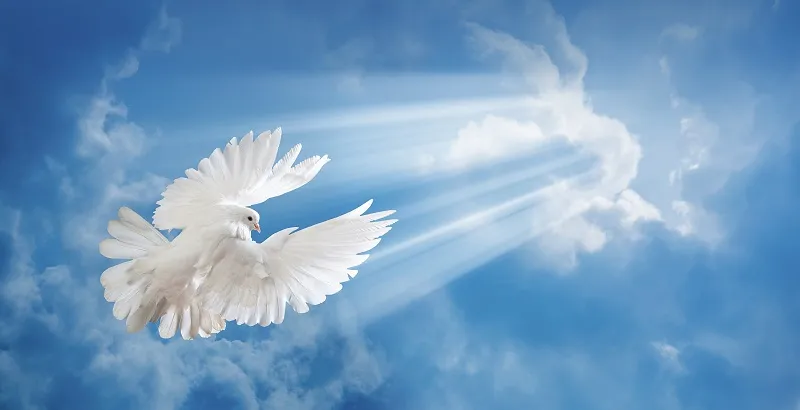 Sky 131