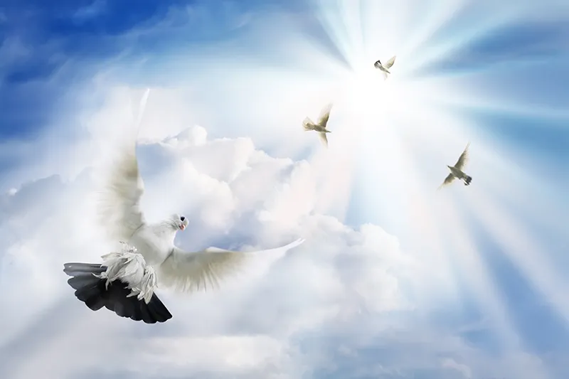 Sky 233