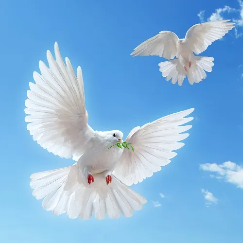Sky 126