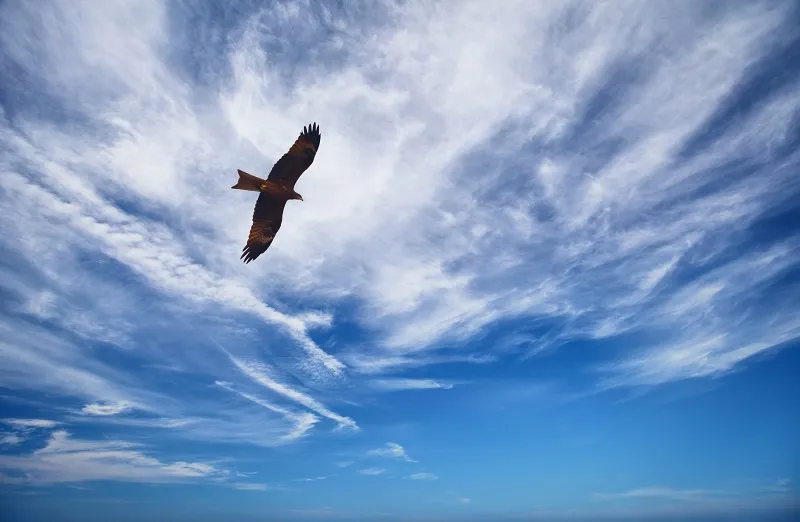 Sky 135