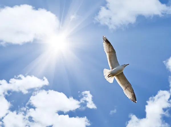 Sky 133