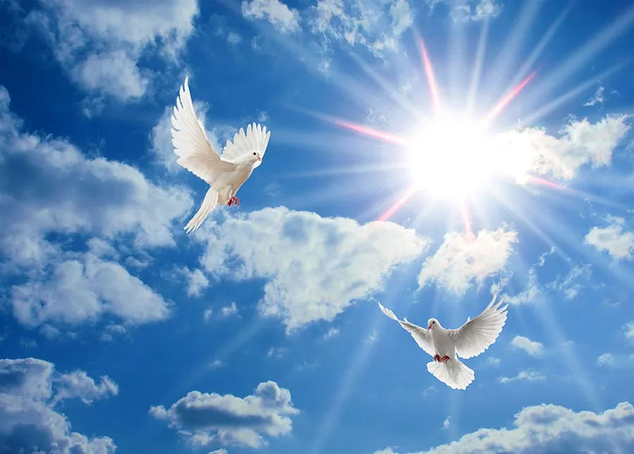 Sky 321