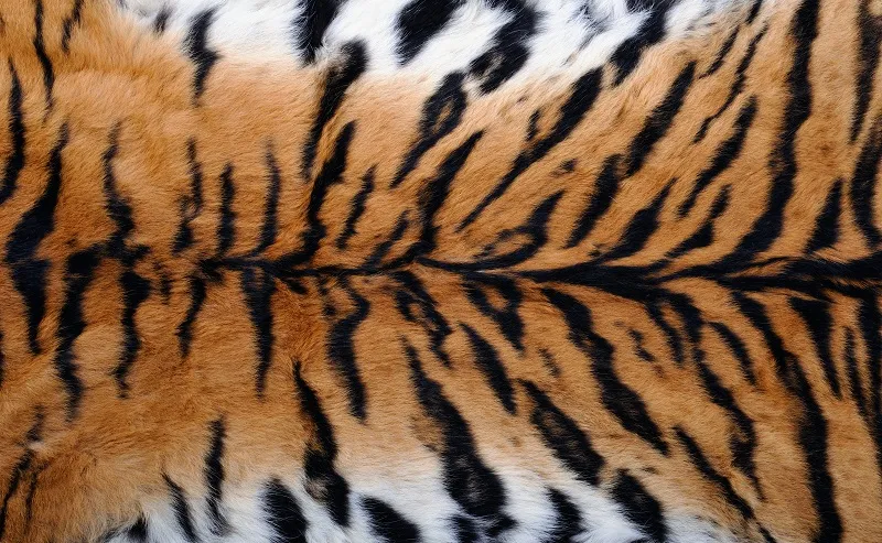 Texture 003