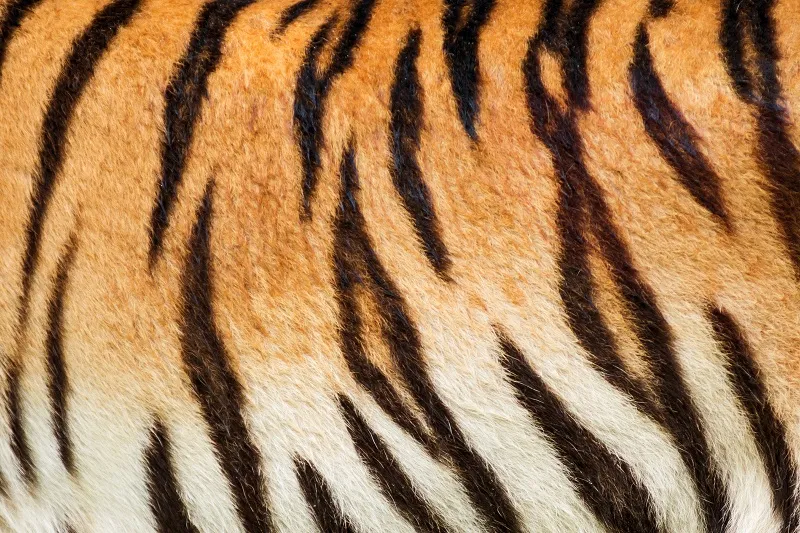 Texture 004