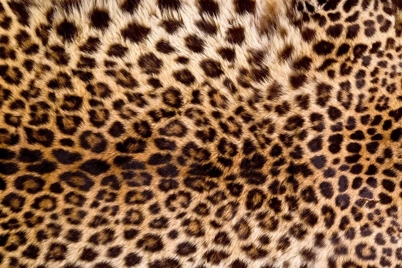 Texture 002