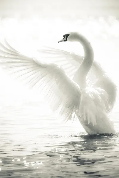 Black white 027