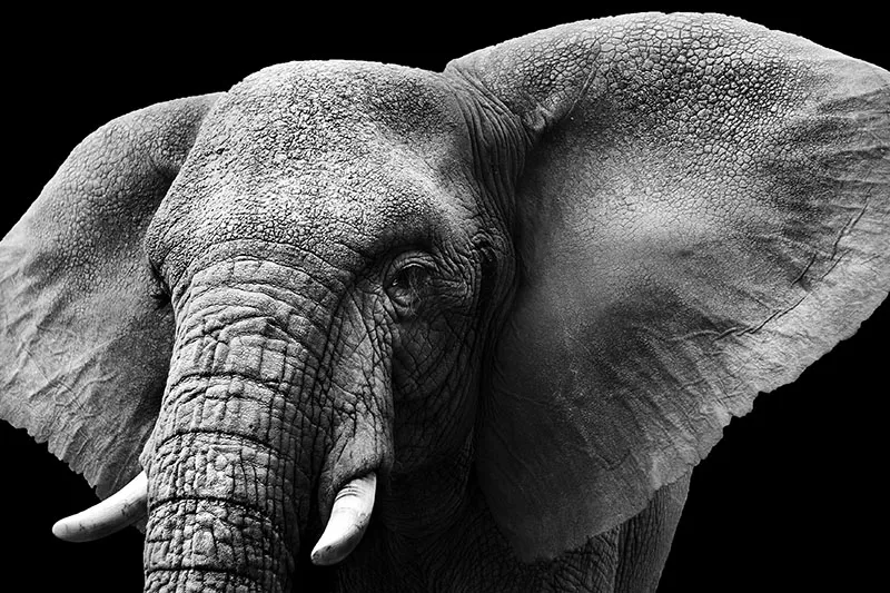 Black white 047