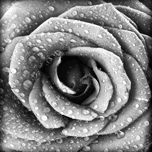 Black white 032