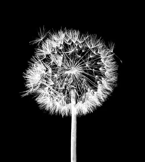 Black white 012