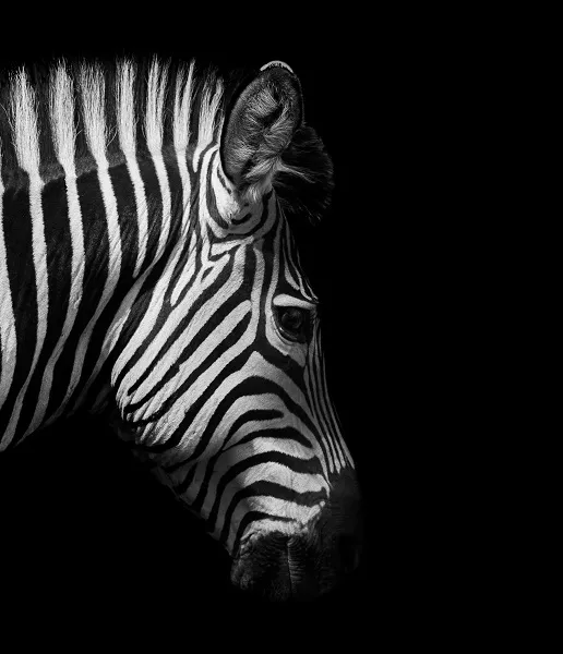 Black white 021
