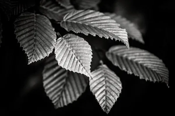 Black white 023