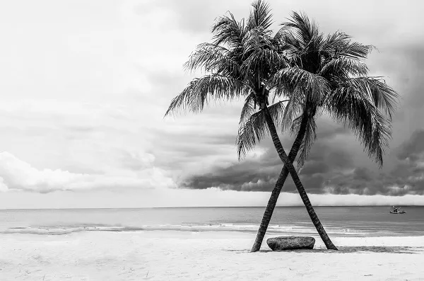Black white 020