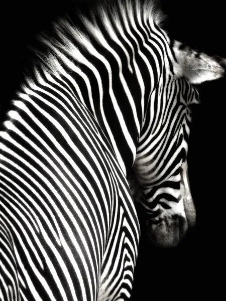 Black white 011