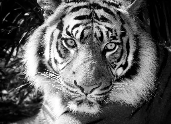Black white 024