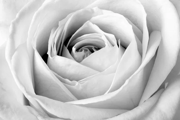 Black white 029