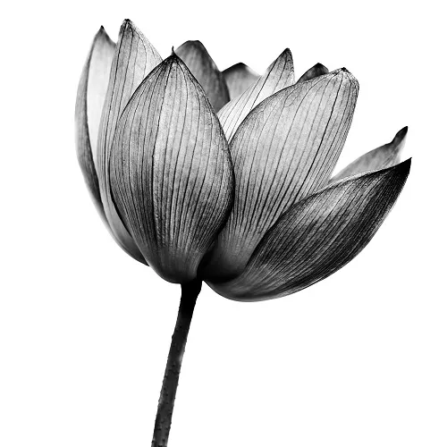 Black white 008