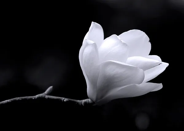 Black white 026