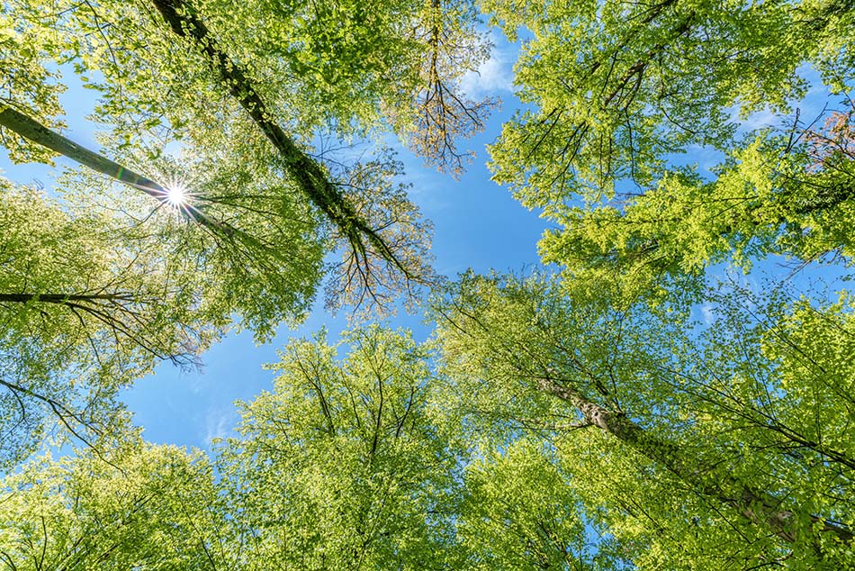 Nature 012