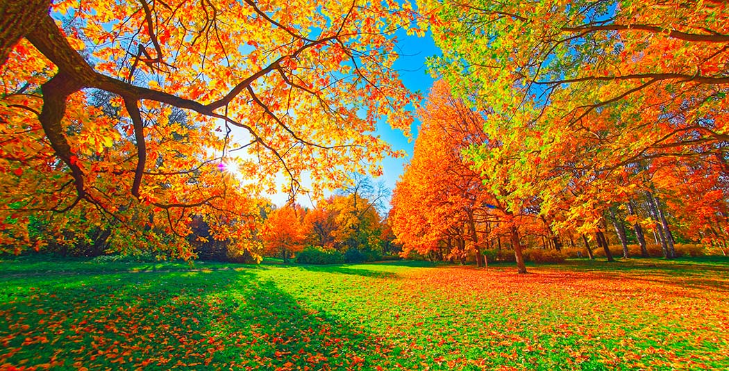 Landscape 201