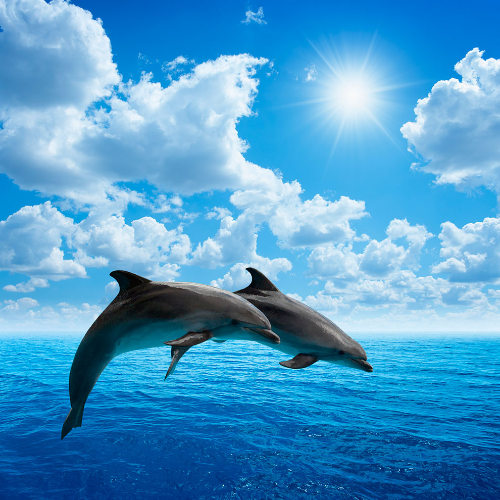 Sea 202